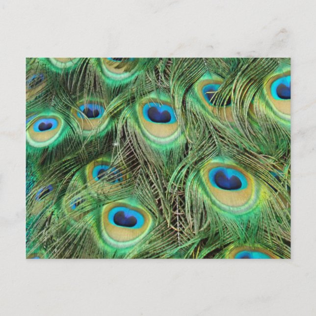 Carte postale Plume Peacock (Devant)