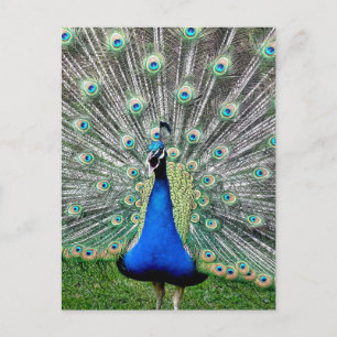 Carte postale Plume Peacock