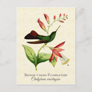 Carte Postale Plumeleteer en bronze Hummingbird Art Vintage