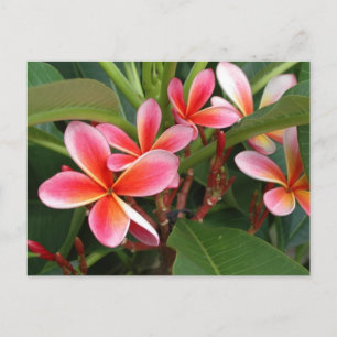 Carte postale Plumeria