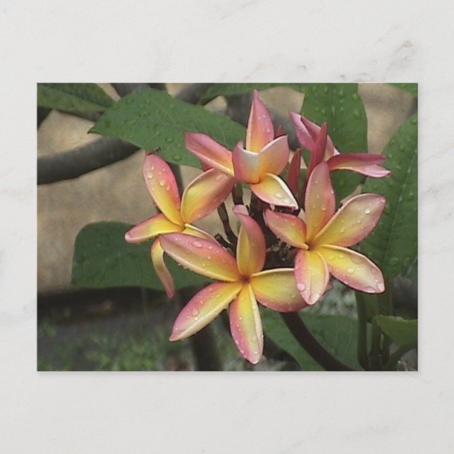 Carte postale Plumeria (Devant)