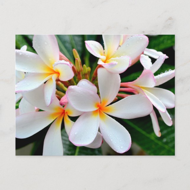 Carte Postale Plumeria blanche (Devant)