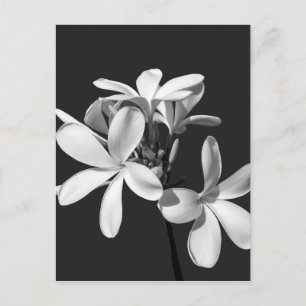 Carte Postale Plumeria blanche en pleine floraison