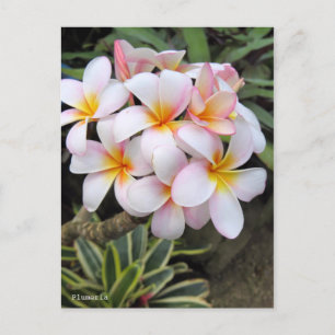 Carte Postale Plumeria [Carte postale]