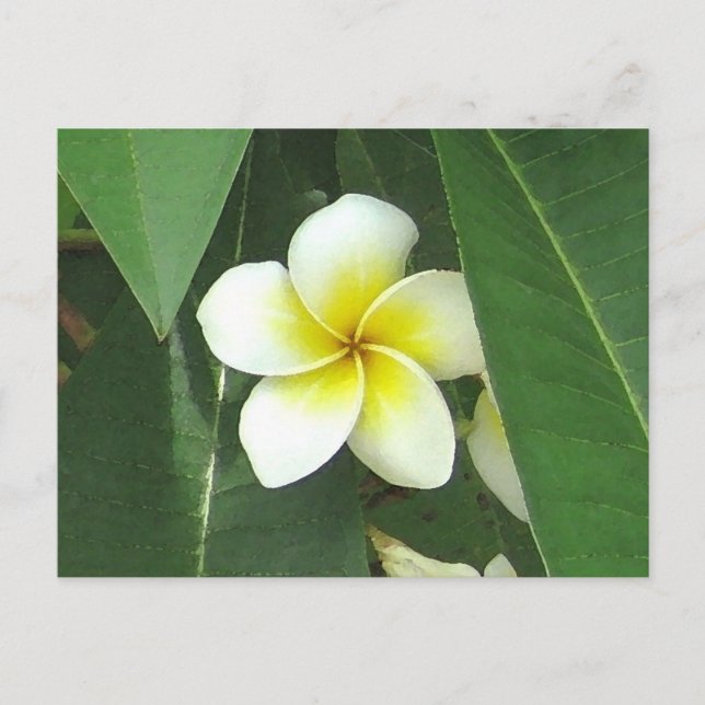 Carte Postale Plumeria Extreme (Devant)