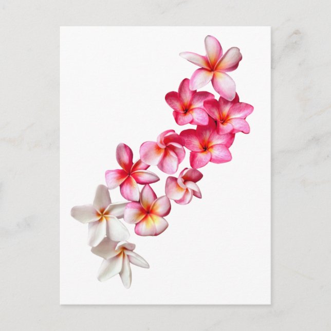 Carte Postale Plumeria Fleurs Collage  (Devant)