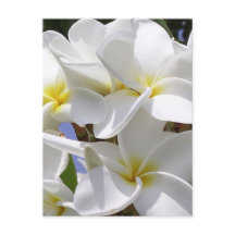 Plumeria Fleurs tropicales