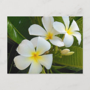 Carte Postale Plumeria Frangipani Hawaii