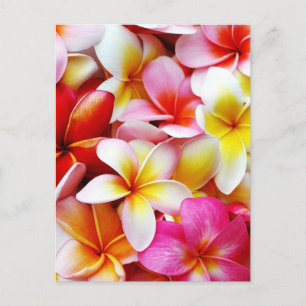 Carte Postale Plumeria Frangipani Hawaii Fleur Customisée