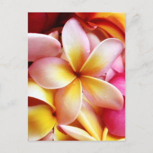 Carte Postale Plumeria Frangipani Hawaii Fleur Customisée Blank