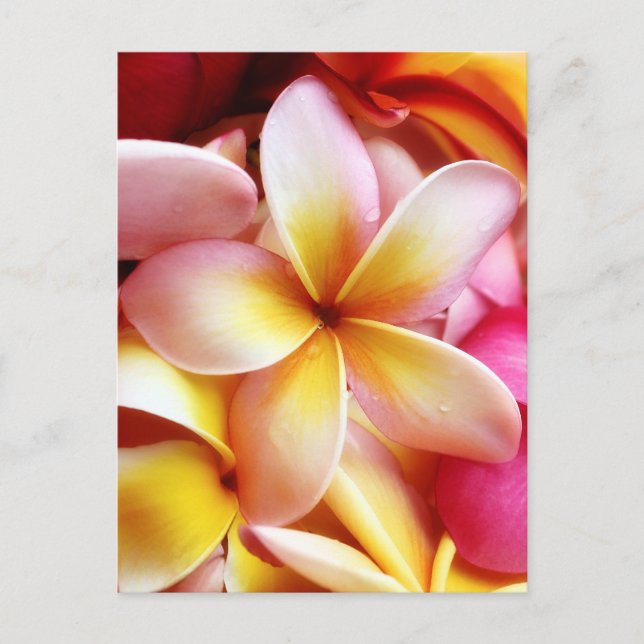 Carte Postale Plumeria Frangipani Hawaii Flower Customized Blank (Devant)