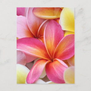 Carte Postale Plumeria Frangipani rose jaune violet Fleurs