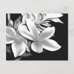 Carte Postale Plumeria noire et blanche