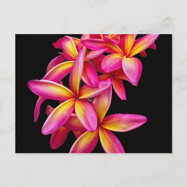 Carte Postale Plumeria rose assez photo florale (Devant)