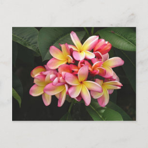 Carte Postale Plumeria rose et jaune Fleurs tropicales
