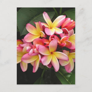 Carte Postale Plumeria rose et jaune Fleurs tropicales