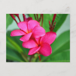 Carte Postale Plumeria rose Frangipani Fleur hawaïenne