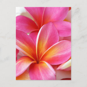 Carte Postale Plumeria rose Frangipani Hawaii Fleur Hawaii Hawai