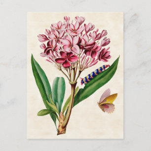 Carte Postale Plumeria Rose Vintage Botanique