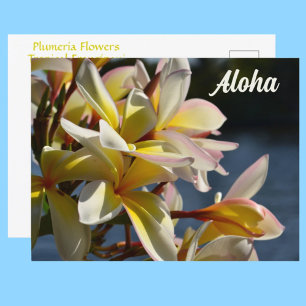 Carte Postale Plumeria tropicale Frangipani Fleurs florales Aloh