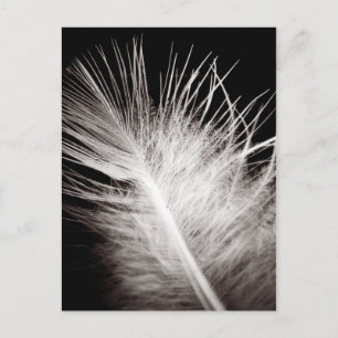 Carte Postale Plumes