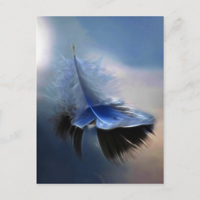 Carte Postale Plumes blanches (Devant)
