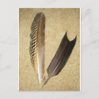 Carte Postale Plumes de faucon