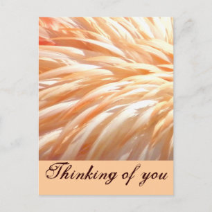 Carte Postale Plumes de Flamant rose_