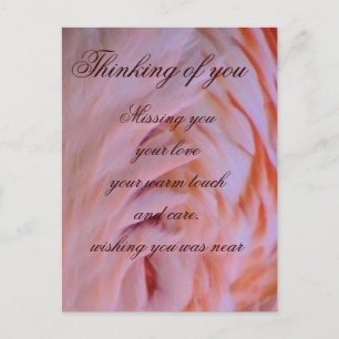 Carte Postale Plumes de Flamant rose_