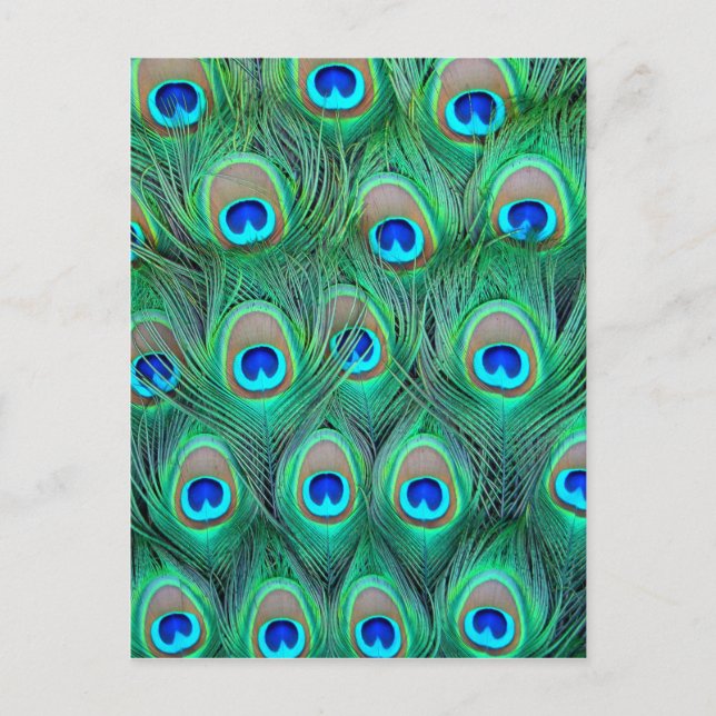 Carte Postale Plumes de paon (Devant)