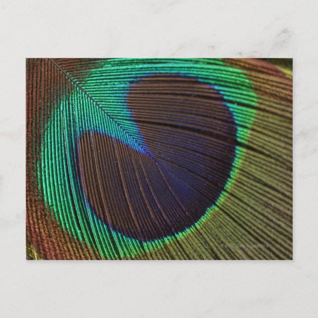 Carte Postale Plumes de paon (Devant)