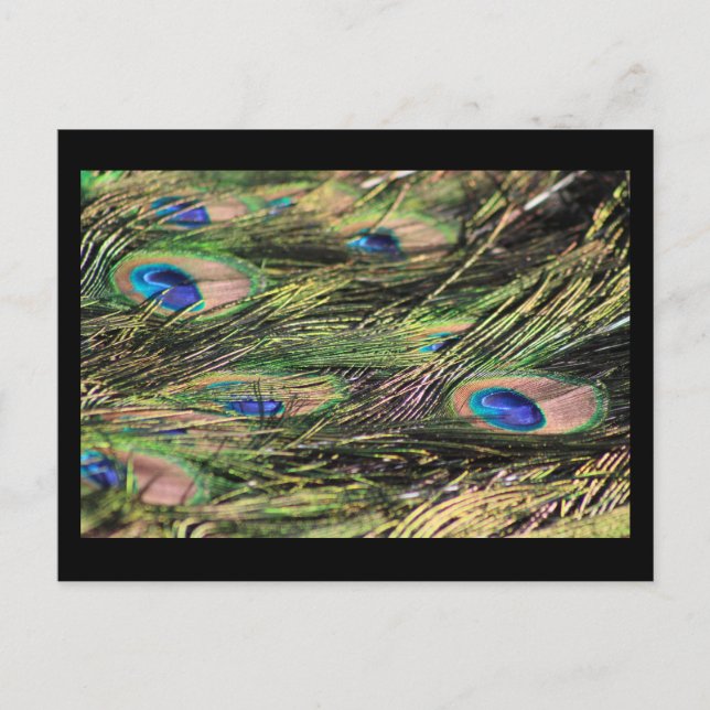 Carte postale plumes de paon (Devant)