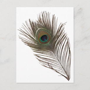 Carte Postale Plumes de paon
