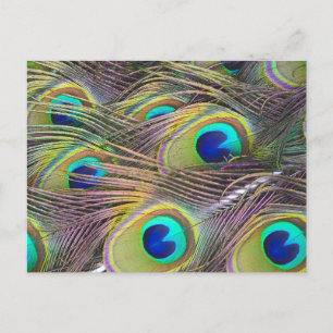 Carte Postale Plumes de paon