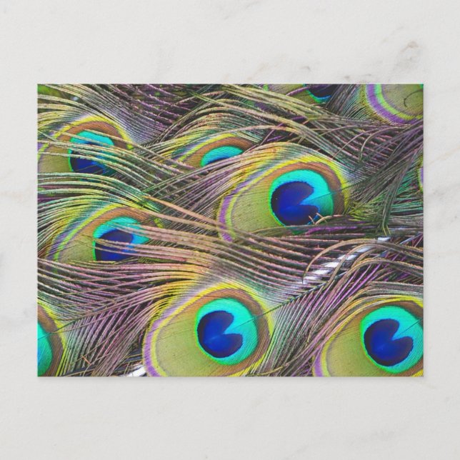 Carte Postale Plumes de paon (Devant)