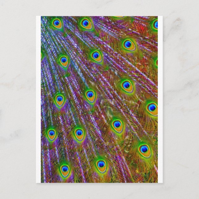 Carte Postale Plumes de paon (Devant)