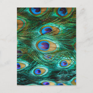 CARTE POSTALE PLUMES DE PAON