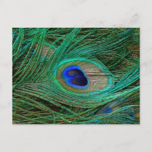 Carte Postale Plumes de paon bleu indien