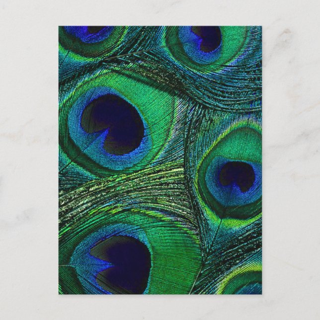 Carte Postale Plumes de paon bleu turquoise Imprimer / Motif (Devant)