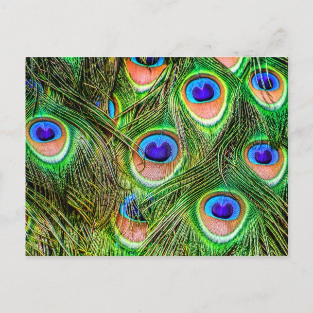 Carte Postale Plumes de paon chatantes (Devant)