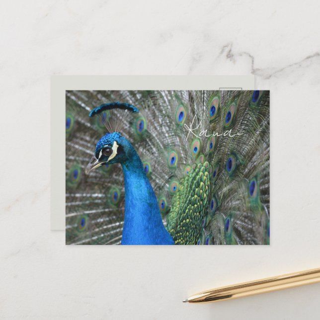 Carte Postale Plumes de paon de Kauai (Devant/Arrière en situation)