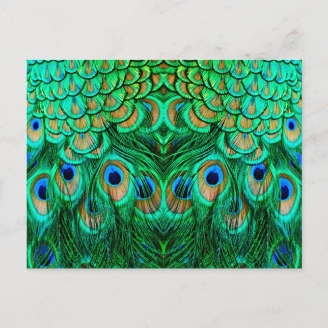 Carte Postale Plumes de paon glorieuses (Devant)