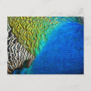 Carte Postale Plumes de paon IV Nature abstraite colorée