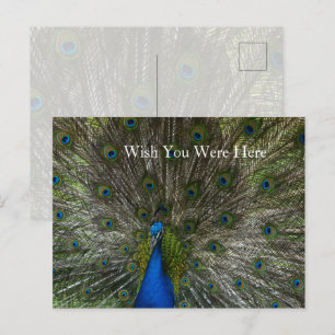 Carte Postale Plumes de paon Kauai Hawaii