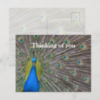 Plumes de paon Kauai Hawaii