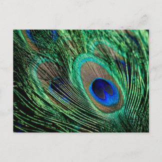 Carte Postale Plumes de paon Lucky