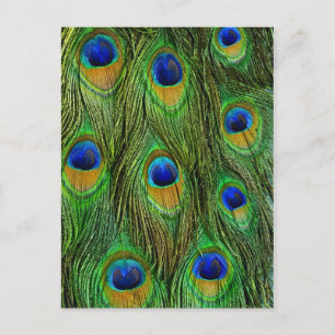 Carte Postale Plumes de paon magnifiques