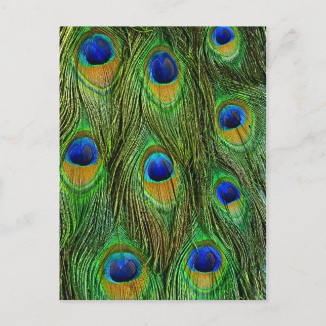 Carte Postale Plumes de paon magnifiques (Devant)