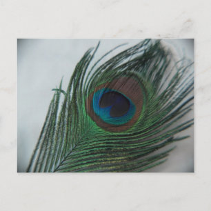 Carte Postale Plumes de paon romantique