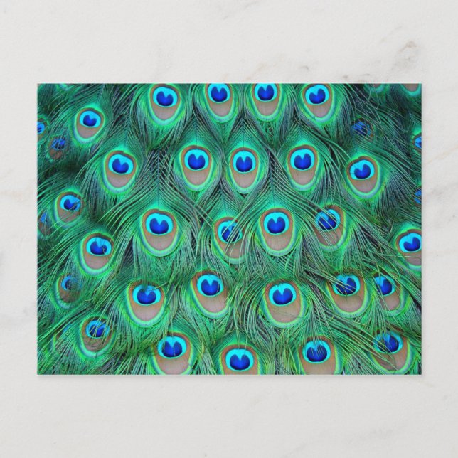 Carte Postale Plumes de paon vibrantes (Devant)